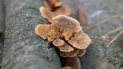 .parasitic fungi of the polypore family, scientific experiments on the fungal family Polyporaceae