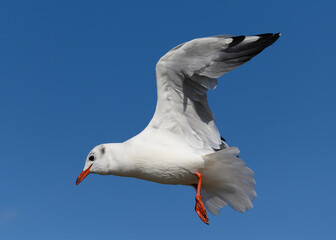 Möwe