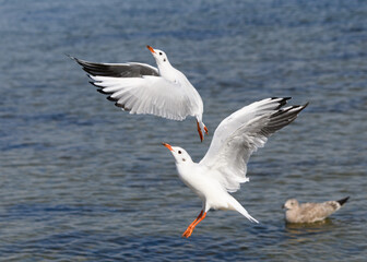 Möwe