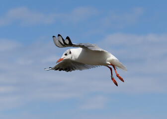 Möwe