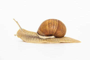 Beautiful grape snail isolated on a white background
