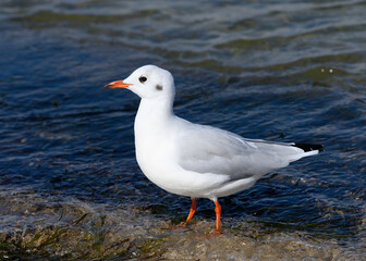 Möwe