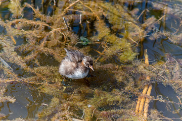 The Little Grebe (Tachybaptus ruficollis), also known as Dabchick, is a member of the grebe family of water birds. Feeding chicks.