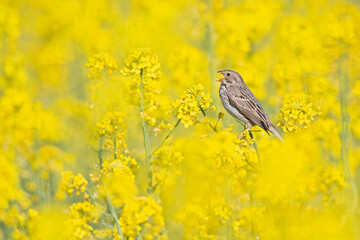An adult corn bunting perched on the blossoms of a rapeseed field.