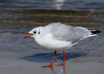 Möwe