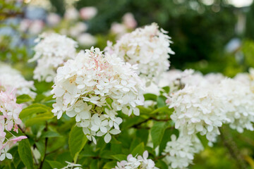 Romantic Hydrangea arborescens Annabelle, backlit by the low evening sun in summer.The Bush white hydrangeas. Beautiful large hydrangea paniculata blossoms closeup