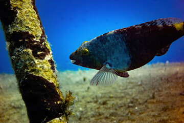 Smiling parrot fish feeding on a shipwreck