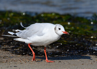 Möwe