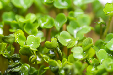 Microgreen. Young sprouts of mustard. Healthly food.