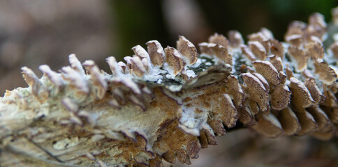 harvest season for forest medicinal mushrooms