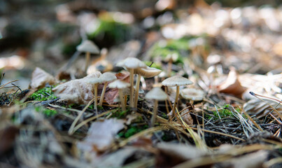 harvest season for forest medicinal mushrooms