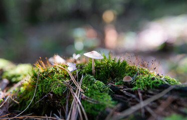 .autumn forest mushroom picking season, natural variety of fungi in the world