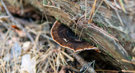 parasitic fungi of the polypore family close-up