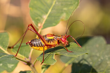 Grasshopper  colorful, grasshopper red with yellow sits on a green leaf, locust, insetti, close up