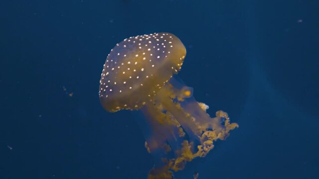 Jellyfish swimming around in front of a blue background.