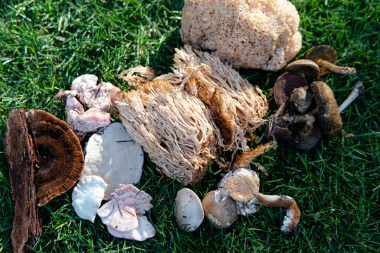 forest medicinal mushrooms close-up
