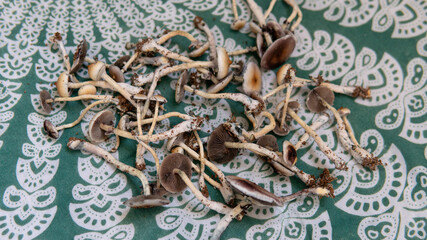 practical experiments in the influence of magic mushrooms on the patient's psyche. Magic fungi