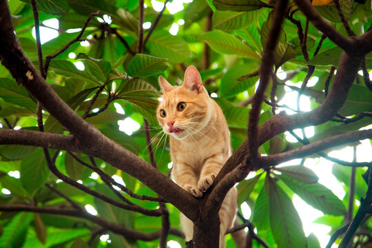 red, domestic, funny cat, sitting on a tree with green leaves