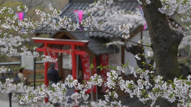 風に揺れる桜の花と神社に参拝する人々