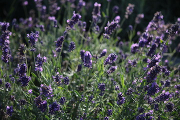 Kwiaty lawendy wąskolistnej odmiany "Elegance Purple" © Monika