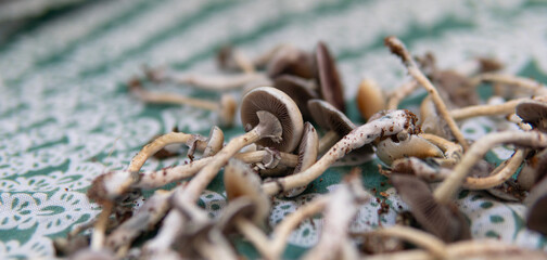practical experiments in the influence of magic mushrooms on the patient's psyche. Magic fungi