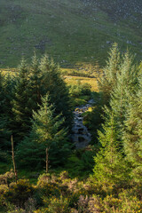 River running through fir tree forest in Wicklow mountains 
