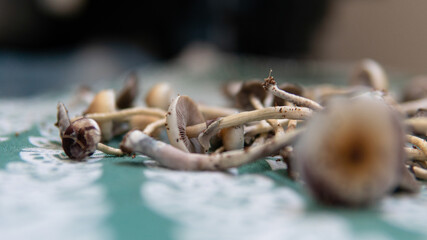 practical experiments in the influence of magic mushrooms on the patient's psyche. Magic fungi