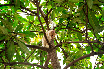 red, domestic, funny cat, sitting on a tree with green leaves