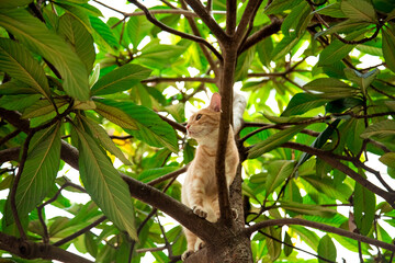 red, domestic, funny cat, sitting on a tree with green leaves