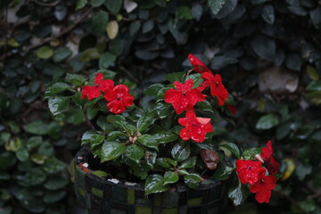Flor Alegria del Hogar con lluvia 
