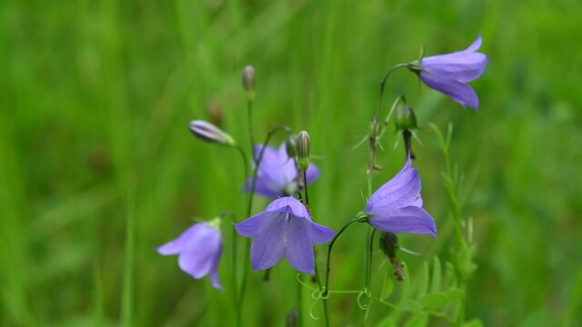 Close-up of a group of purple bell-shaped wildflowers with a bright green background.  The flowers in the foreground are in sharp focus and are moving slowly in the wind.
