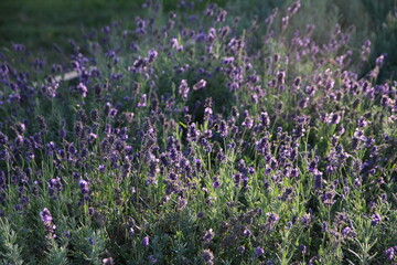 Narrow-leaved lavender flowers of 