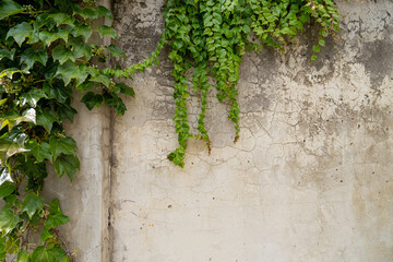 Dirty old light wall with drips from rain and cracks overgrown with plants and with branches of fresh green plants as background