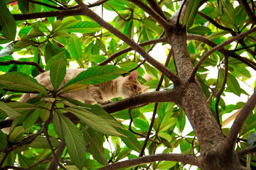 red, domestic, funny cat, sitting on a tree with green leaves