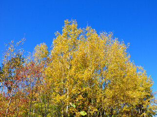yellow tree in the autumn
