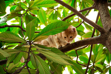 red, domestic, funny cat, sitting on a tree with green leaves
