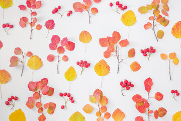 Flat lay pattern with colorful autumn leaves and red berries on a white background