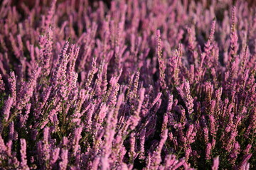 Violet heather flowers of 