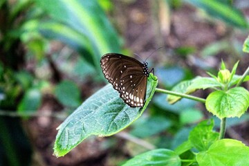 Butterfly perched on a leaf