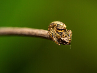 jumping wolf spider close up view looking into the camera