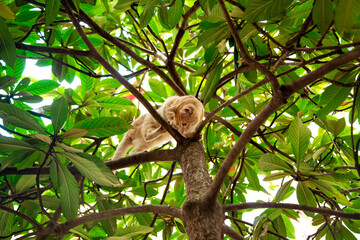 red, domestic, funny cat, sitting on a tree with green leaves