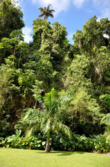 Fototapeta premium palm tree jungle lush