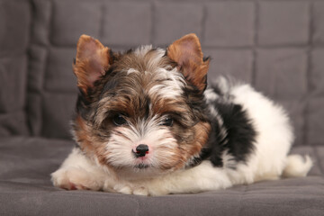 Beaver York puppy on a gray background.