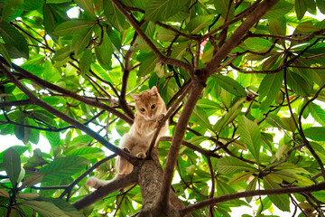 red, domestic, funny cat, sitting on a tree with green leaves