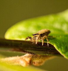 isolated view on a jumping wolf spider with plant leaves