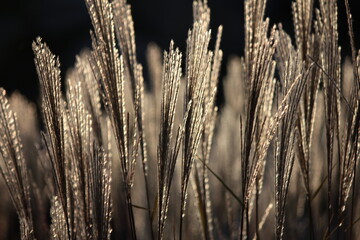Pióropusze traw Miskanta chińskiego na oświetlone promieniami zachodzącego słońca