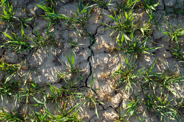symbol for the climate change and global warming, dry soil with a crack going through it