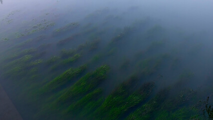 algae in the dark water of the river. waves blue