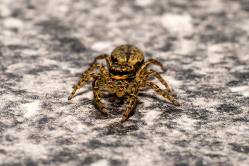 jumping wolf spider close up view looking into the camera