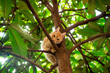 red, domestic, funny cat, sitting on a tree with green leaves